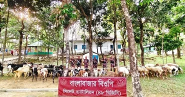 ছাতক সীমান্তে ভারতীয় ৬৫ দুম্বা ও ছাগল জব্দ