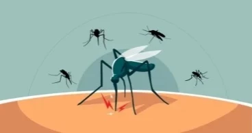 চাঁপাইনবাবগঞ্জে বাড়ছে ডেঙ্গুর প্রকোপ, হাসপাতালে রোগীর ভিড়