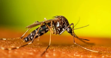 দেশে ডেঙ্গুতে আক্রান্ত আরও ৭