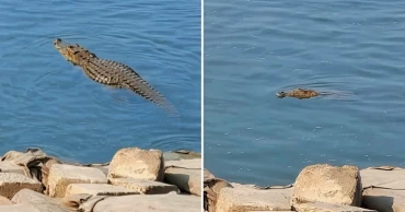 পদ্মায় কুমির, রাজবাড়ীর নদীপাড়ে আতঙ্ক