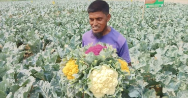 এক জমিতে হাসছে চার রঙের ফুলকপি!