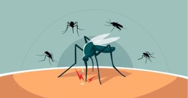 দেশে ২৪ ঘণ্টায় ডেঙ্গু আক্রান্ত ২৪৪, অর্ধেকেরও বেশি বরিশালে