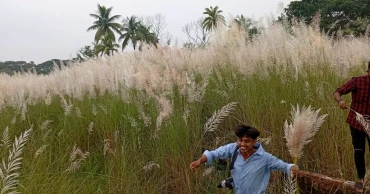 মুগ্ধতা ছড়াচ্ছে শরতের কাশফুল