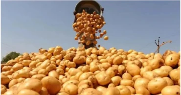 ওএমএসের মাধ্যমে আলু বিক্রির চিন্তা করছে সরকার: কৃষি উপদেষ্টা