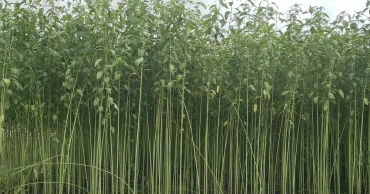 মাগুরায় নিম্নমানের সরকারি পাটবীজ বিতরণ, অনাগ্রহ কৃষকদের