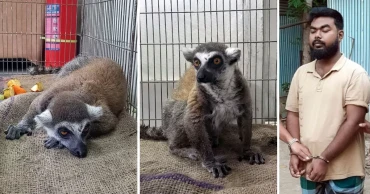 গাজীপুর সাফারি পার্ক থেকে ৩ লেমুর চুরি, গ্রেপ্তার ১