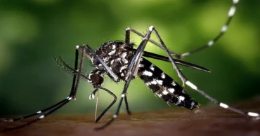 দেশে ২৪ ঘণ্টায় ডেঙ্গুতে আক্রান্ত ৬৭