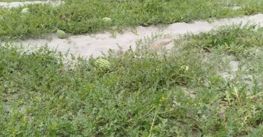 তিস্তার চরে আগাম জাতের তরমুজে কৃষকের বাজিমাত
