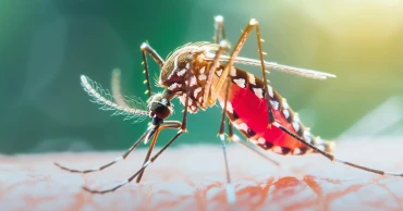 ডেঙ্গুতে মৃত্যু নেই, হাসপাতালে ৬৬ রোগী