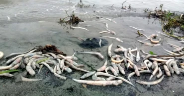 মেঘনায় দূষণ চরমে, ফের মরে ভেসে উঠছে মাছ