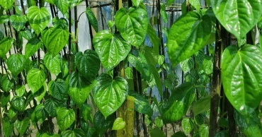 কুমিল্লায় শতবর্ষব্যাপী পানের চাষে চার গ্রামে এসেছে রঙিন সমৃদ্ধি