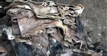 চট্টগ্রাম বিভাগে সংরক্ষণ করা হয়েছে ৭ লাখ ৭৪ হাজার চামড়া