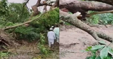 কালবৈশাখী ঝড়ে গাছ পড়ে ও ডাল ভেঙে ২ জনের মৃত্যু