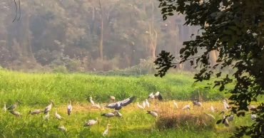 নানা অব্যবস্থাপনায় জাবিতে কমেছে অতিথি পাখির আগমন
