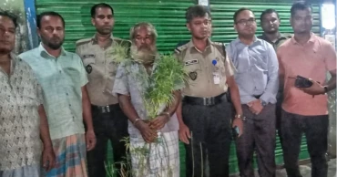 কুমিল্লায় সবজিখেতে গাঁজা চাষ, গ্রেপ্তার চাষি