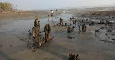 সুন্দরবনে নদী ভাঙনে কমছে বনভূমি, পদক্ষেপের ঘাটতি