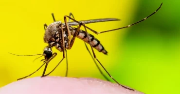 দেশে ডেঙ্গুতে আক্রান্ত আরও ৯