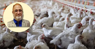 বাকৃবি: মুরগির আইবিএইচ রোগের ভাইরাসের দুটি সেরোটাইপ শনাক্ত