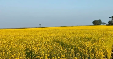 সুনামগঞ্জে সরিষায় স্বপ্ন বুনছেন চাষিরা