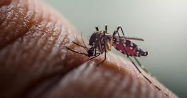 ডেঙ্গুতে তিনজনের মৃত্যু, হাসপাতালে ভর্তি ৪৭৩