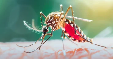 ডেঙ্গুতে আরও ২ জনের মৃত্যু, হাসপাতালে ৩১