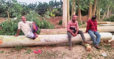 পাথর তুলতে বাধা, ২০ লাখ টাকার গাছ কেটে প্রতিশোধ নেয়ার অভিযোগ
