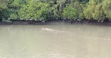 সুন্দরবনের বাঘ রক্ষার দাবি পর্যটকদের