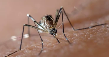 ডেঙ্গু: আরও ৫ জনের মৃত্যু, হাসপাতালে ভর্তি ৩১১