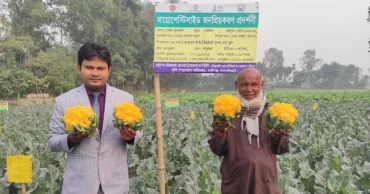 লালমনিরহাটে রঙিন ফুলকপিতে বাজিমাত