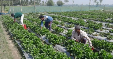 স্ট্রবেরি চাষে ভাগ্য খুলেছেন ‘চাকরির বাজারে ব্যর্থ’ জাহিদ