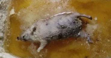 ডালডার ভেতর ইঁদুর, চুয়াডাঙ্গায় এক মালিকের দুই প্রতিষ্ঠানকে জরিমানা