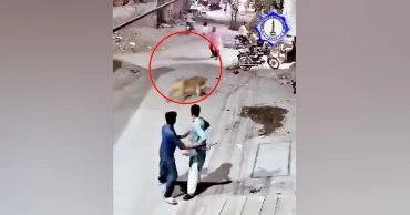 পোষা সিংহ দেওয়াল টপকে রাস্তায়, পাকিস্তানে আহত ৩