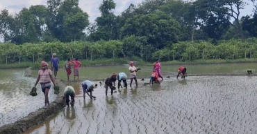 বৃষ্টিপাতে সেচ খরচে সাশ্রয়, আমন আবাদে ব্যস্ত চাঁপাইয়ের চাষিরা