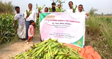 সুইট কর্নে বাজিমাত ঠাকুরগাঁওয়ের সোহেলের