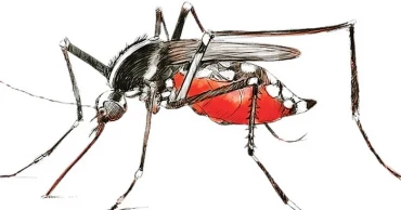 ডেঙ্গুতে আক্রান্ত হয়ে ২৩ জন হাসপাতালে ভর্তি