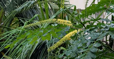 টানা বৃষ্টিতেও ঢাকার বাতাসের মানে উন্নতি নেই