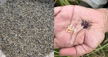 দেশের কৃষিতে নতুন সম্ভাবনা ‘রঙিন চাল’, কমাবে ডায়াবেটিস ও স্থূলতা