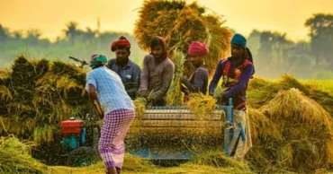 বোরো মৌসুমে সাড়ে ১৭ লাখ টন ধান-চাল কিনবে সরকার
