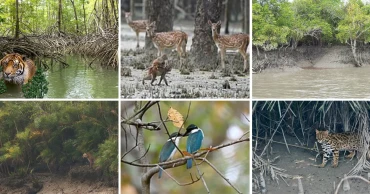 Top 3 Books in English on the Bangladesh Sundarbans