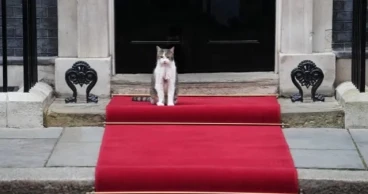 Larry the cat celebrates 15 years as No 10’s iconic chief mouser