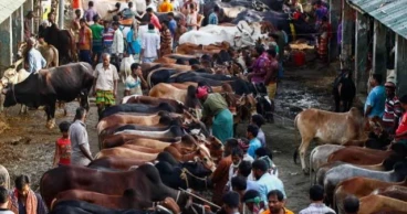 Medium-sized cattle in high demand, large ones struggle to find buyers at Dhaka markets