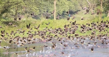 Decline in guest birds at Jahangirnagar University: A growing concern for biodiversity