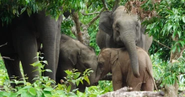 Human-elephant coexistence in Bangladesh