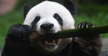 A milestone moment: Indonesia’s first giant Panda cub revealed