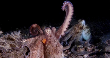 Octopuses favor front arms for most tasks, study finds
