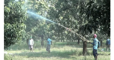 Early mango bloom signals hope for Chapainawabganj growers