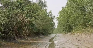 Plans afoot to tackle shortage of water in fighting Sundarban fires