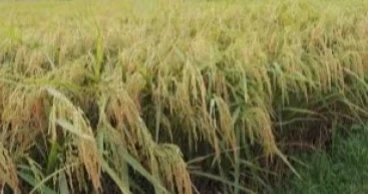 Govt to procure 17.5 lakh tonnes of Boro paddy at Tk 36, rice Tk 49