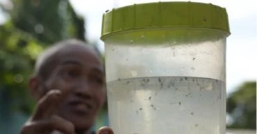 Philippine village offers bounties for mosquitoes-dead or alive