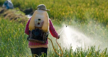 Toxic harvest: Food safety slipping away in Bangladesh